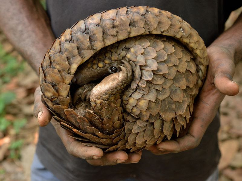 Endangered Pangolin